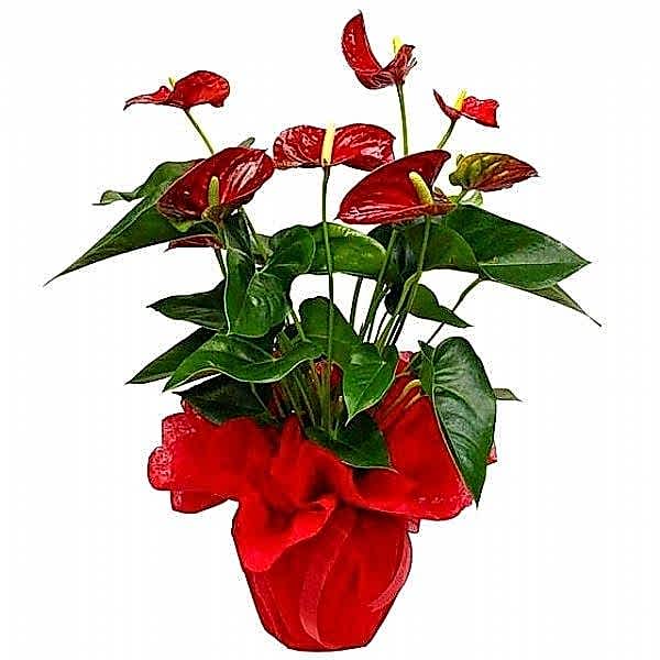 antoryum-saksi-1
