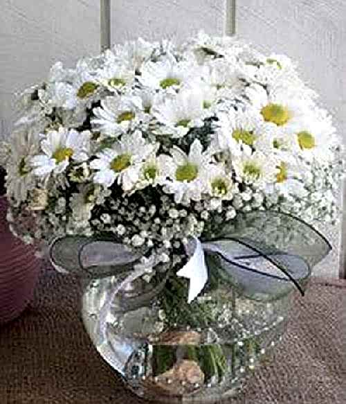 cam-fanus-ve-papatya-1