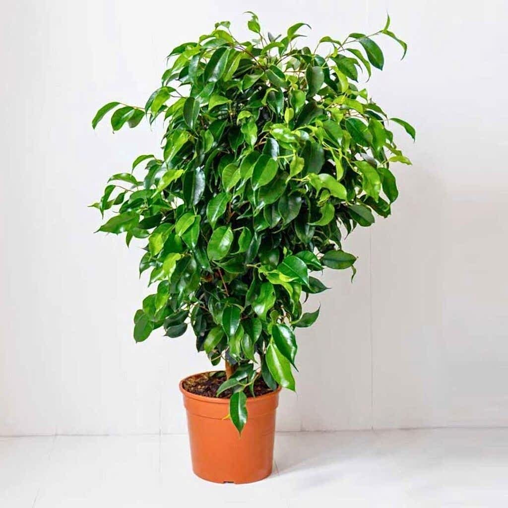 ficus-benjamin