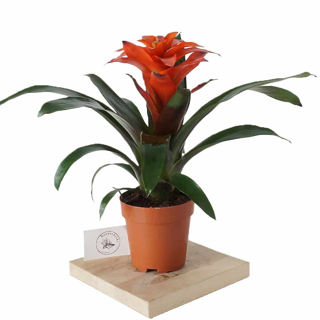 guzmania-saksi-bitkisi