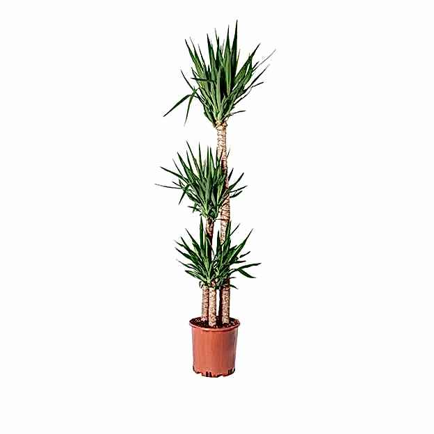 yucca3-1